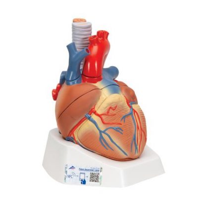 Anatomiczny model serca 1
