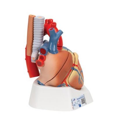 Anatomiczny model serca 2