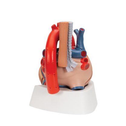 Anatomiczny model serca 3