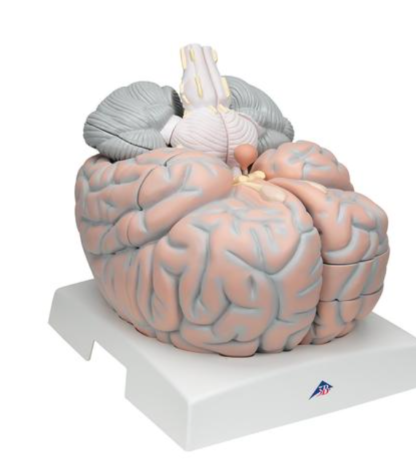 Duży model mózgu