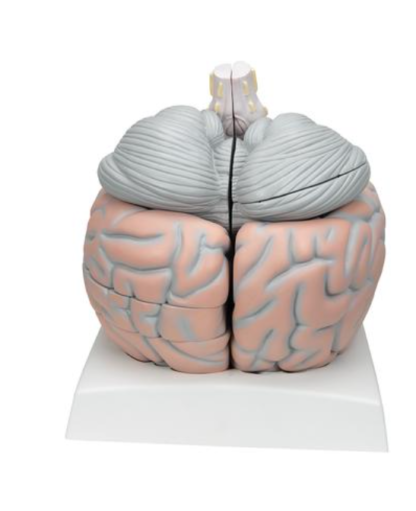 Duży model mózgu