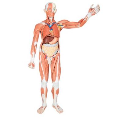 Figura mięśniowa męska 1