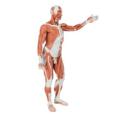Figura mięśniowa męska 2