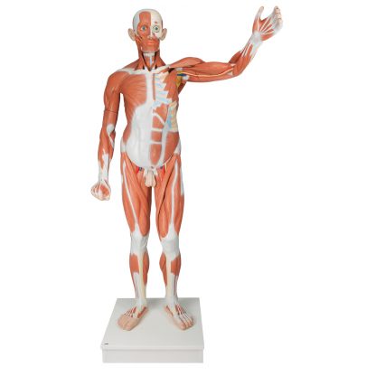 Figura mięśniowa męska