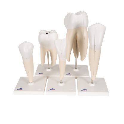 Klasyczne modele zębów