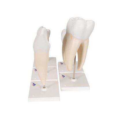 Klasyczne modele zębów_3