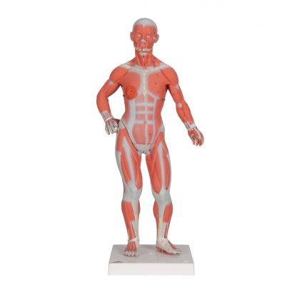 Mini figura mięśniowa