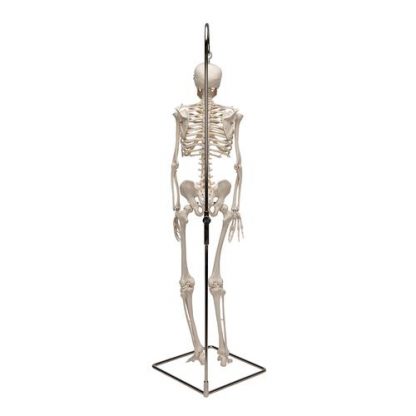 Mini szkielet 3