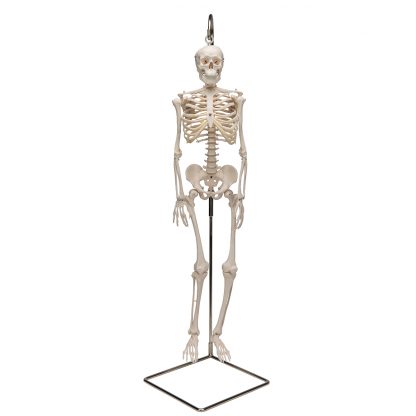 Mini szkielet