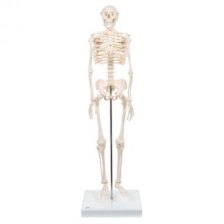 Mini szkielet Shorty