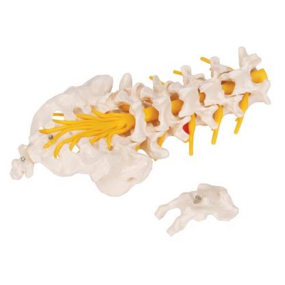 Model części lędźwiowej kręgosłupa7