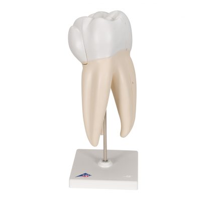 Model górnego zęba trzonowego