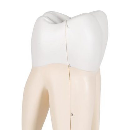Model górnego zęba trzonowego_6
