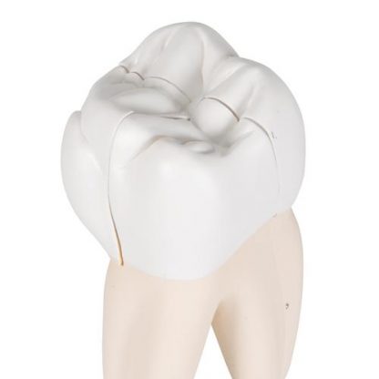 Model górnego zęba trzonowego_7