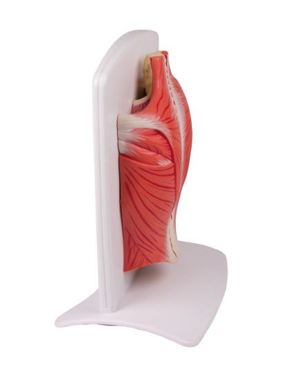 Model mięśni grzbietu_4