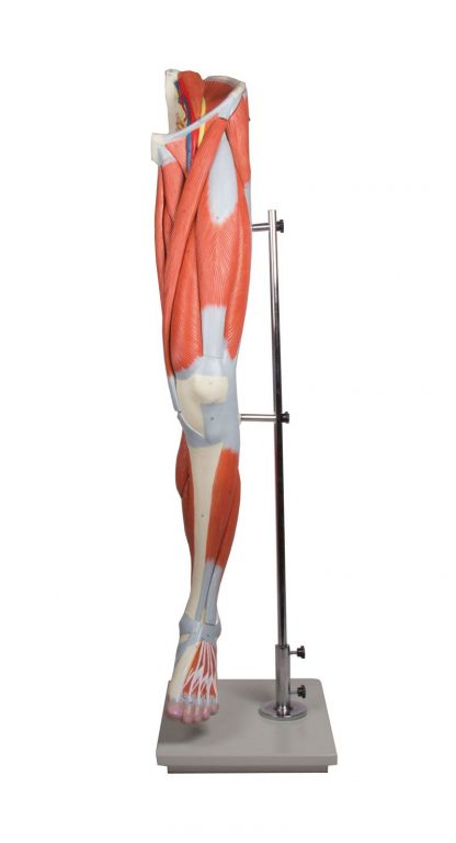 Model mięśniowy nogi