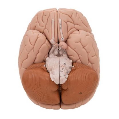 Model mózgu 8 części 6