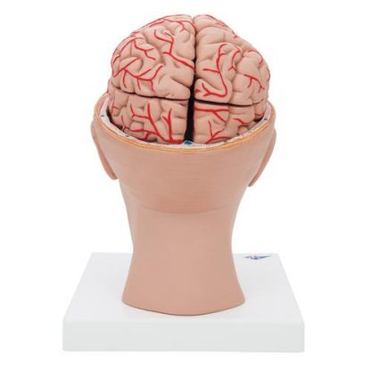 Model mózgu z tętnicami 2