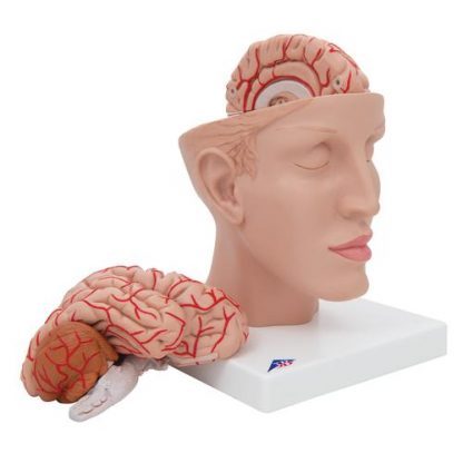 Model mózgu z tętnicami 3