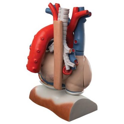 Model serca 1