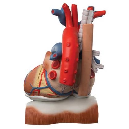 Model serca 2
