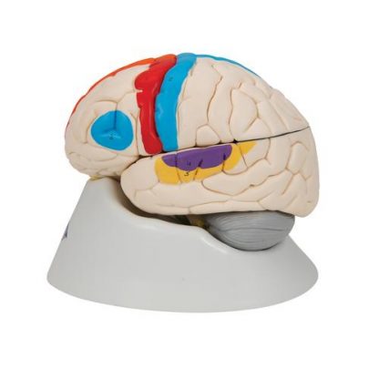 Mózg neuroanatomiczny 4