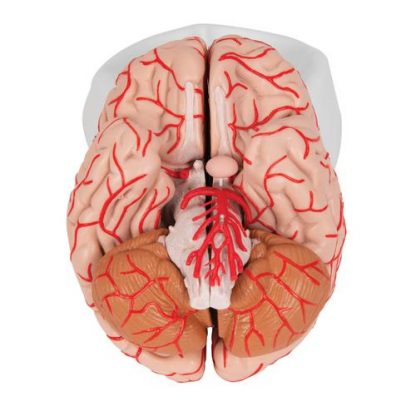 Mózg z tętnicami 4