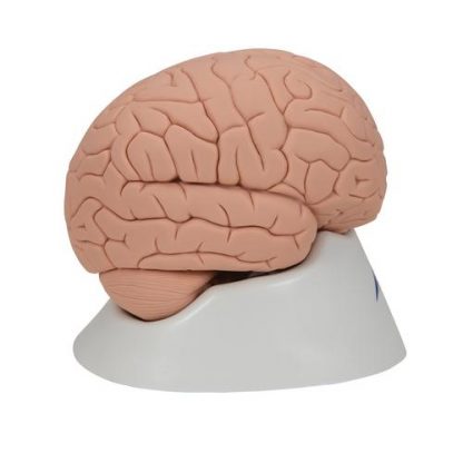 Podstawowy model mózgu2