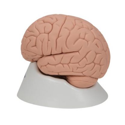 Podstawowy model mózgu4