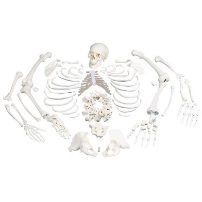 Rozmontowany szkielet