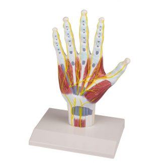 Struktury anatomiczne ręki