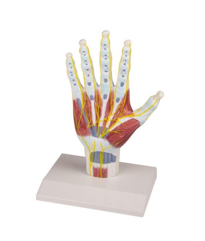 Struktury anatomiczne ręki