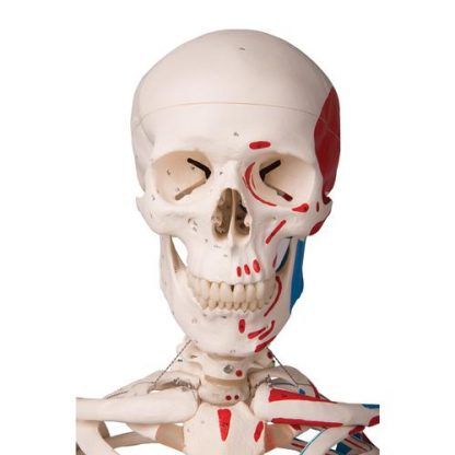 Szkielet anatomiczny