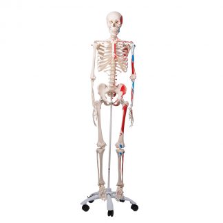 Szkielet anatomiczny
