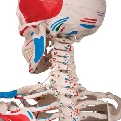 Szkielet anatomiczny 5