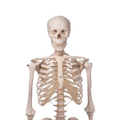 szkielet człowieka stan