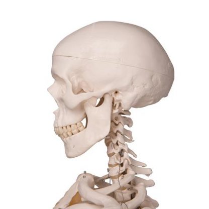 szkielet człowieka stan