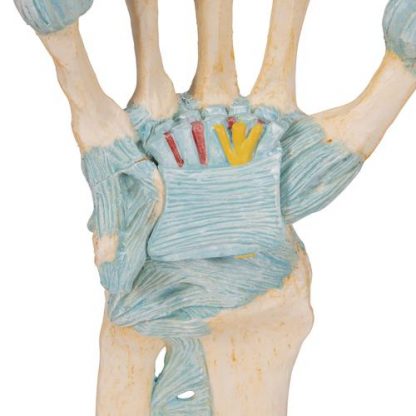 Szkielet ręki z więzadłami 5
