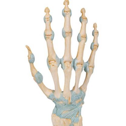 Szkielet ręki z więzadłami 7