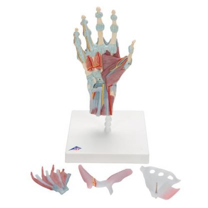 Szkielet ręki z więzadłami i mięśniami 4
