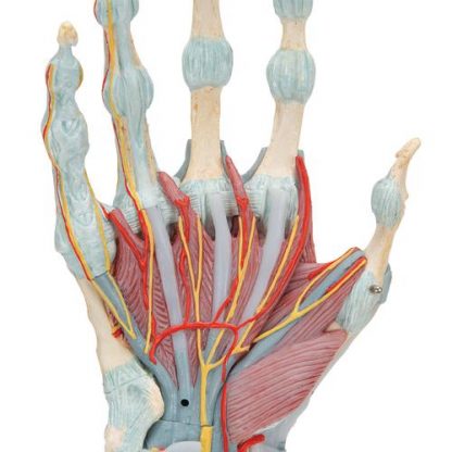 Szkielet ręki z więzadłami i mięśniami 6