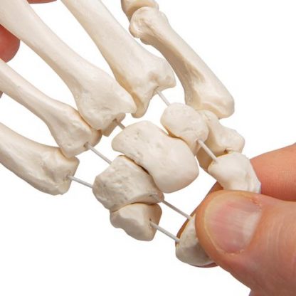 Elastyczny szkielet dłoni_3