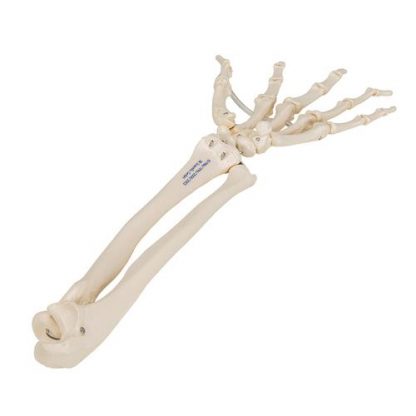 Elastyczny szkielet ręki z przedramieniem_1