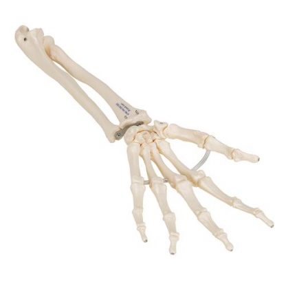 Elastyczny szkielet ręki z przedramieniem_2