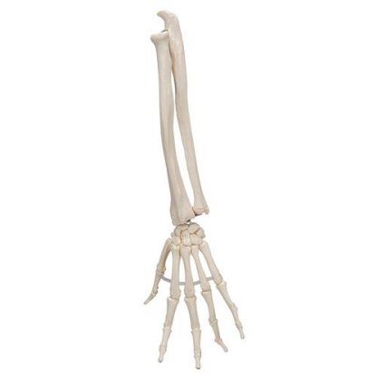 Elastyczny szkielet ręki z przedramieniem_3