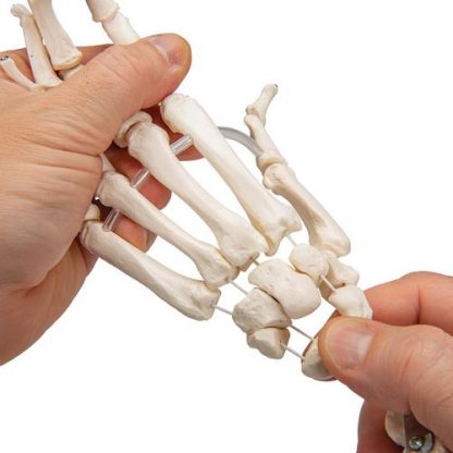 Elastyczny szkielet ręki z przedramieniem_4