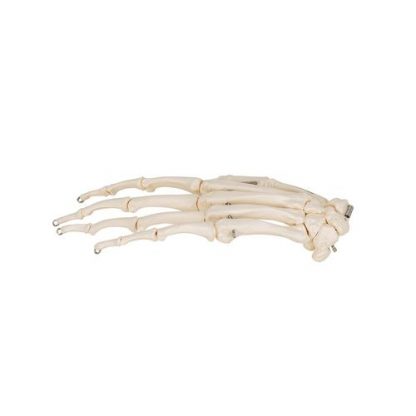 Elastyczny szkielet ręki z przedramieniem_7