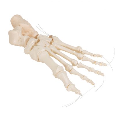 Elastyczny szkielet stopy