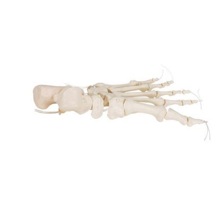 Elastyczny szkielet stopy_2