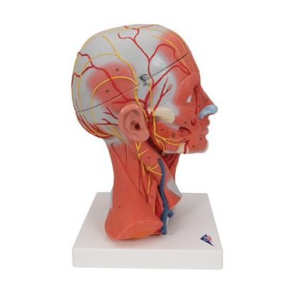 model głowy mięśniowej z szyją